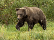 909 Jr. at Katmai National Park in Alaska on Sept.