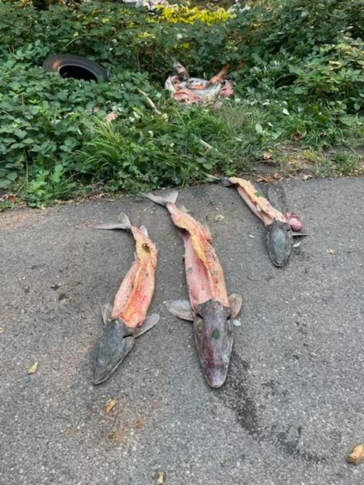 WDFW Police are seeking any information related to the illegal harvest and dumping of three, filleted sturgeon carcasses and approximately two dozen, tule Chinook salmon carcasses, located approximately five miles up the Washougal River in Clark County sometime on or before Sept. 5, 2024.