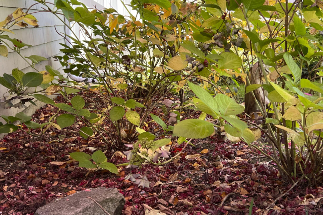 This Nov. 23, 2023, image provided by Jessica Damiano shows fallen leaves that have been pushed into a garden border to serve as mulch on Long Island, N. Y.