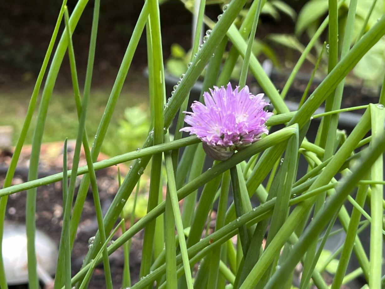 This May, 15, 2024, image provided by Jessica Damiano shows chives growing on Long Island, NY.