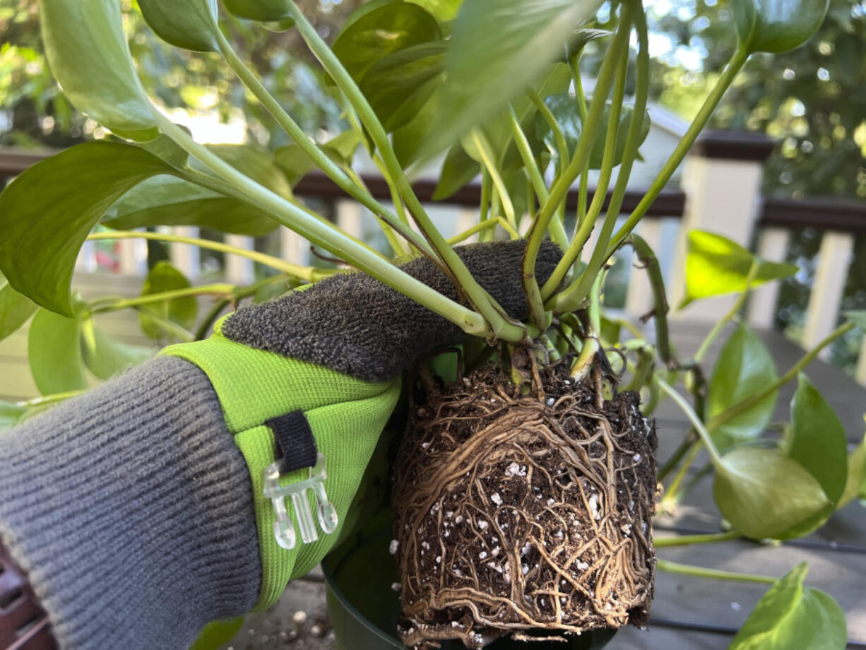 The girdled roots of a golden Pothos plant means that it has outgrown its container.