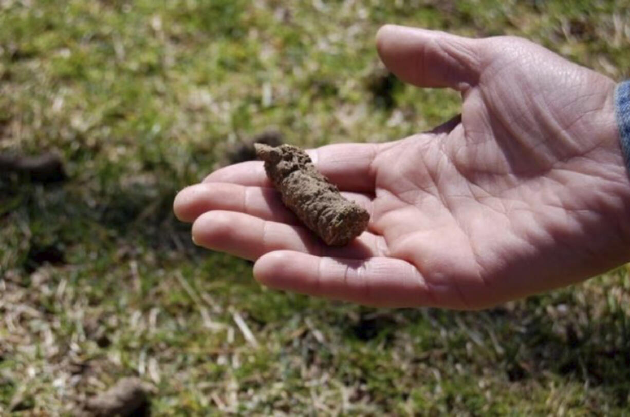 A soil plug removed from a lawn by a core aerator.