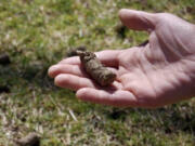 A soil plug removed from a lawn by a core aerator.