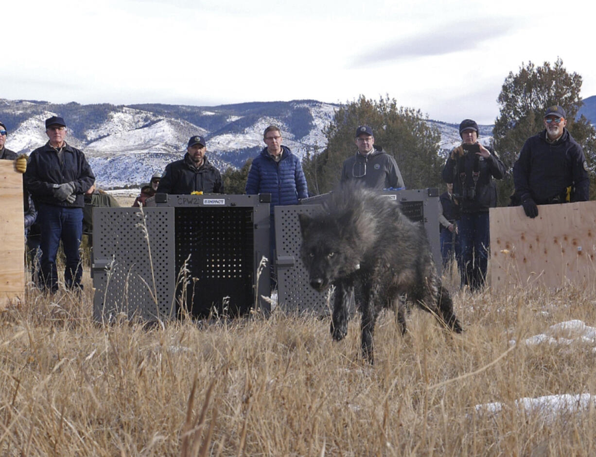 FILE - In this photo provided by Colorado Parks and Wildlife, wildlife officials release five gray wolves onto public land in Grand County, Colo., Monday, Dec. 18, 2023.