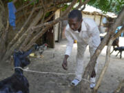 Robert Mbatha Mackenzie, the brother of extremist evangelical leader Paul Mackenzie, looks after his goats at his home in the coastal city of Malindi, in southern Kenya, on Friday, Sept. 6, 2024.