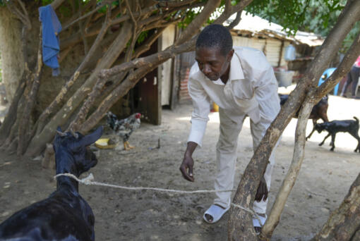 Robert Mbatha Mackenzie, the brother of extremist evangelical leader Paul Mackenzie, looks after his goats at his home in the coastal city of Malindi, in southern Kenya, on Friday, Sept. 6, 2024.