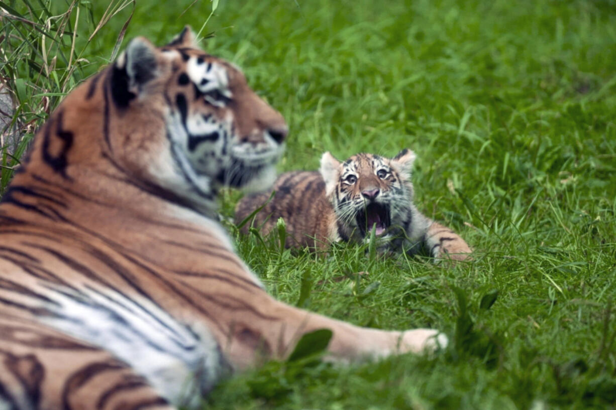 Three-month-old Amur tiger cubs Amaliya explores her outdoor enclosure for the first time with their mother Dari at the Minnesota Zoo in Apple Valley, Minn. on Wednesday, Sept. 11, 2024.