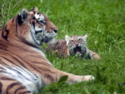 Three-month-old Amur tiger cubs Amaliya explores her outdoor enclosure for the first time with their mother Dari at the Minnesota Zoo in Apple Valley, Minn. on Wednesday, Sept. 11, 2024.