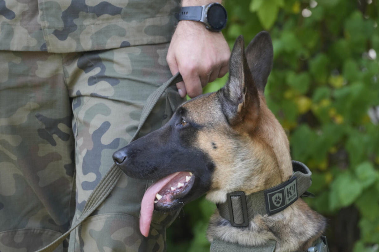 Emi , a Belgian Malinois given the rank of private has the badge with his rank attached to his harness, in Nowy Dwor Mazowiecki, Poland, Friday, Sept. 6, 2024.