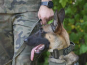 Emi , a Belgian Malinois given the rank of private has the badge with his rank attached to his harness, in Nowy Dwor Mazowiecki, Poland, Friday, Sept. 6, 2024.