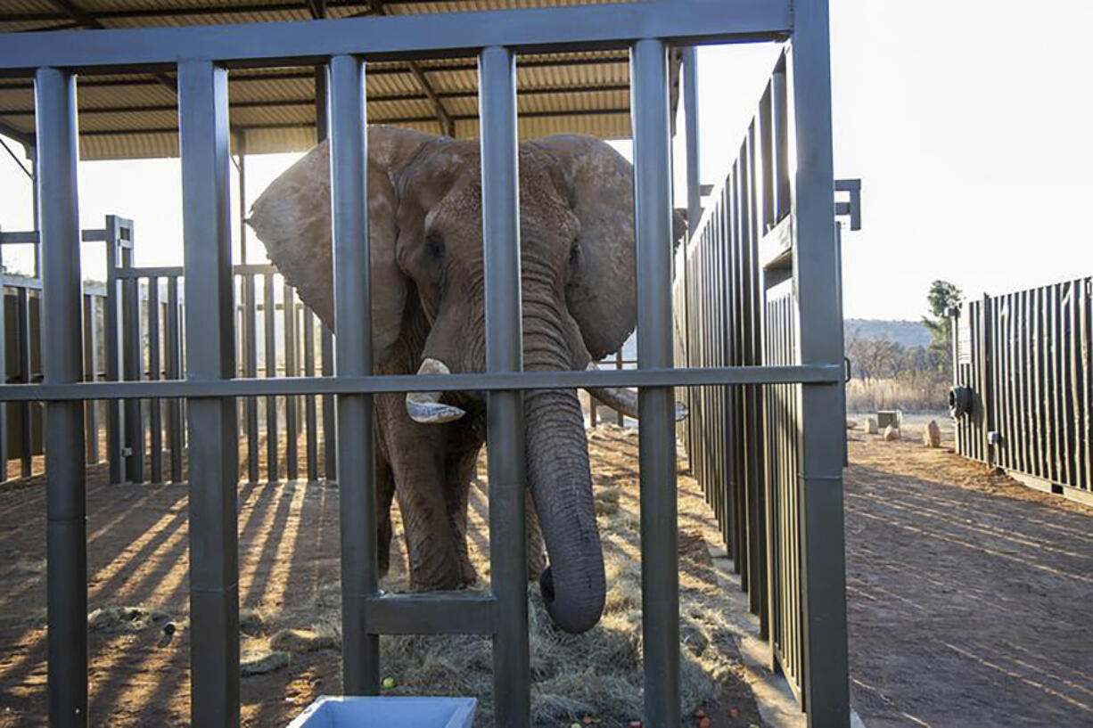 Charley, an aging 4 ton African elephant, enters his adaptation enclosure Aug. 19 to acclimatize, at the Shambala Private Game Reserve, South Africa, after being transported from Pretoria&rsquo;s National Zoological Gardens.