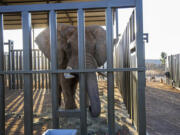 Charley, an aging 4 ton African elephant, enters his adaptation enclosure Aug. 19 to acclimatize, at the Shambala Private Game Reserve, South Africa, after being transported from Pretoria&rsquo;s National Zoological Gardens.