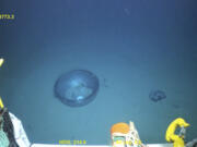 This June 2023 United States Coast Guard still frame from video provided by Pelagic Research Services, shows remains of the Titan submersible, center, on the floor of the Atlantic Ocean. (U.S.