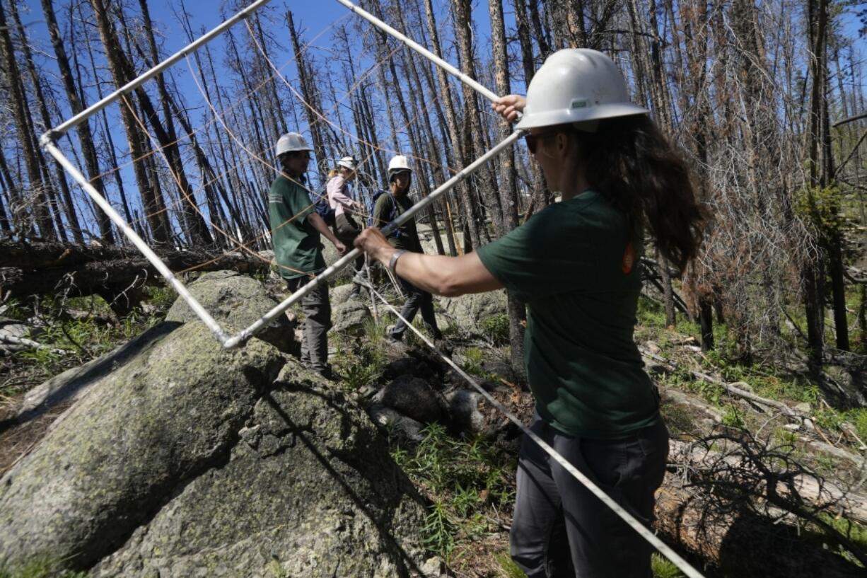 Camille Stevens-Rumann holds a grid used to organize seedlings at a reforestation test plot Tuesday, June 11, 2024, in Bellvue, Colo., at the 2020 Cameron Peak Fire burn area.