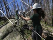 Camille Stevens-Rumann holds a grid used to organize seedlings at a reforestation test plot Tuesday, June 11, 2024, in Bellvue, Colo., at the 2020 Cameron Peak Fire burn area.