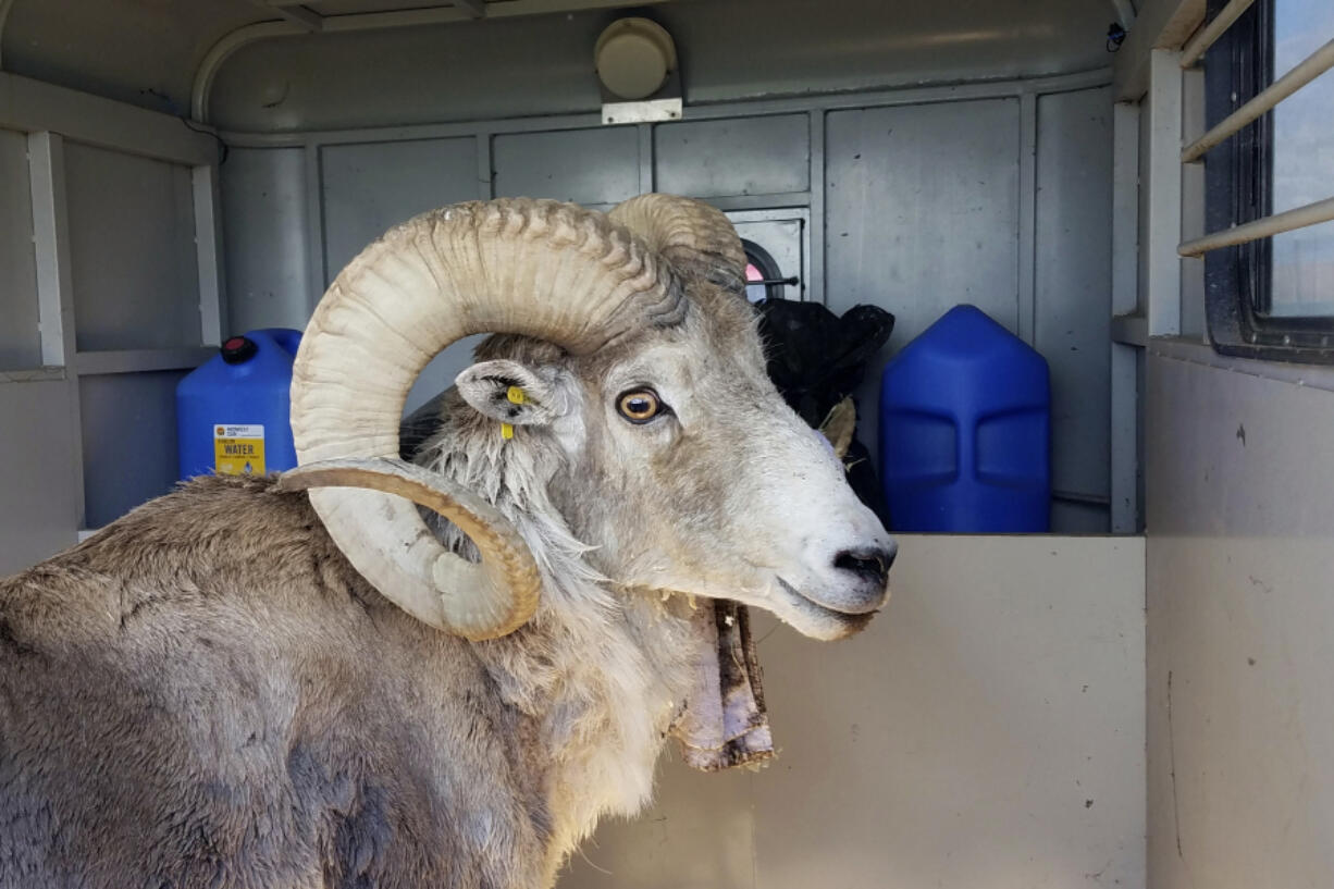 FILE - This undated handout photo provided by the Montana Fish Wildlife and Parks, shows a sheep nicknamed Montana Mountain King that was part of unlawful scheme to create large, hybrid species of wild sheep for sale to hunting preserves in Texas.