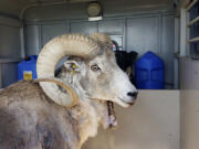 FILE - This undated handout photo provided by the Montana Fish Wildlife and Parks, shows a sheep nicknamed Montana Mountain King that was part of unlawful scheme to create large, hybrid species of wild sheep for sale to hunting preserves in Texas.