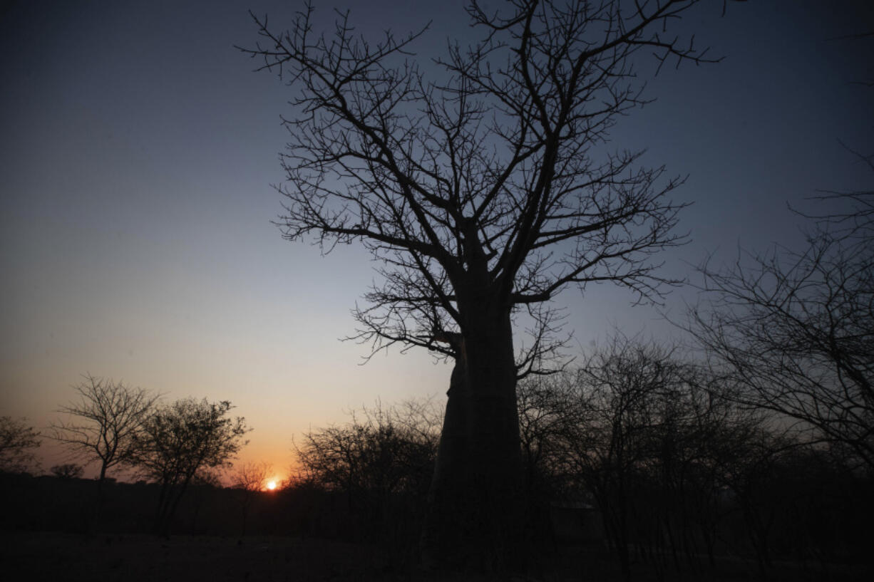 The sun sets behind a baobab tree, known as the tree of life, in Mudzi, Zimbabwe, Thursday, Aug. 22, 2024.