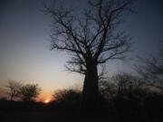 The sun sets behind a baobab tree, known as the tree of life, in Mudzi, Zimbabwe, Thursday, Aug. 22, 2024.