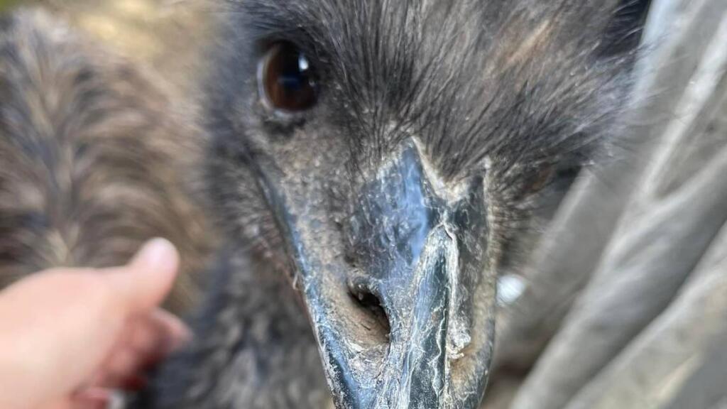 An undated photo of an emu that was discovered to be missing from a Puyallup-area family’s home on Saturday, Aug. 31, 2024.