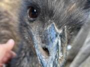 An undated photo of an emu that was discovered to be missing from a Puyallup-area family’s home on Saturday, Aug. 31, 2024.