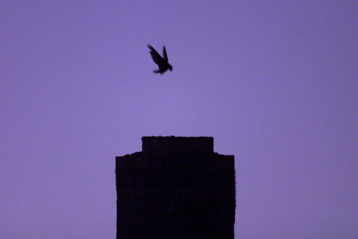 A swift swoops into the chimney of an Orchards home.