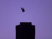 A swift swoops into the chimney of an Orchards home.