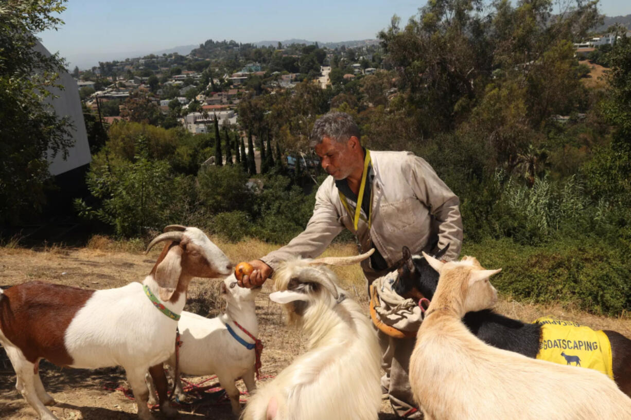 Dael Wilcox feeds his five goats in Los Angeles.