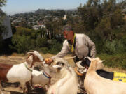 Dael Wilcox feeds his five goats in Los Angeles.