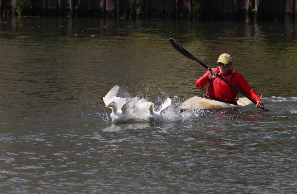 Jim Tibensky bears down on two Pekin ducks in the Chicago River as he attempts to rescue them in Chinatown&Ccedil;&fnof;&Ugrave;s Tom Ping Park on Sept. 5, 2024, in Chicago. The ducks were dumped there a couple months ago.  Tibensky and members of the Chicago Bird Collision Monitors (CBCM) help rescue domestic birds, like the Pekin ducks, wrongfully dumped into local parks and nature areas.