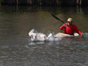 Jim Tibensky bears down on two Pekin ducks in the Chicago River as he attempts to rescue them in Chinatown&Ccedil;&fnof;&Ugrave;s Tom Ping Park on Sept. 5, 2024, in Chicago. The ducks were dumped there a couple months ago.  Tibensky and members of the Chicago Bird Collision Monitors (CBCM) help rescue domestic birds, like the Pekin ducks, wrongfully dumped into local parks and nature areas.