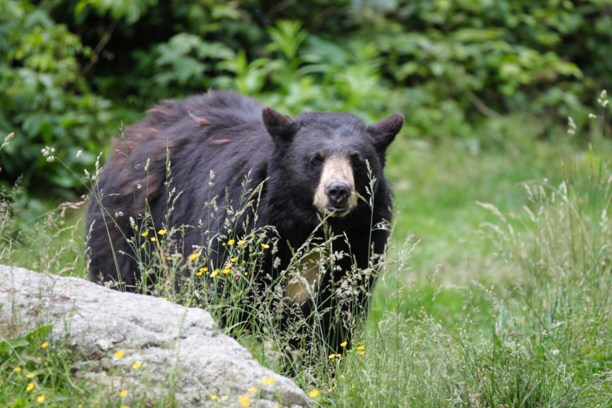 A North American black bear. How you react to a bear in the wild depends on several factors, including the distance you are from the bear, how it&Ccedil;&fnof;&Ugrave;s acting and how it reacts to you.