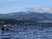 Anglers try their hand for coho and Chinook at the mouth of the White Salmon River. While the tributaries are heating up, anglers continue to take chinook and coho in the main stem Columbia River.