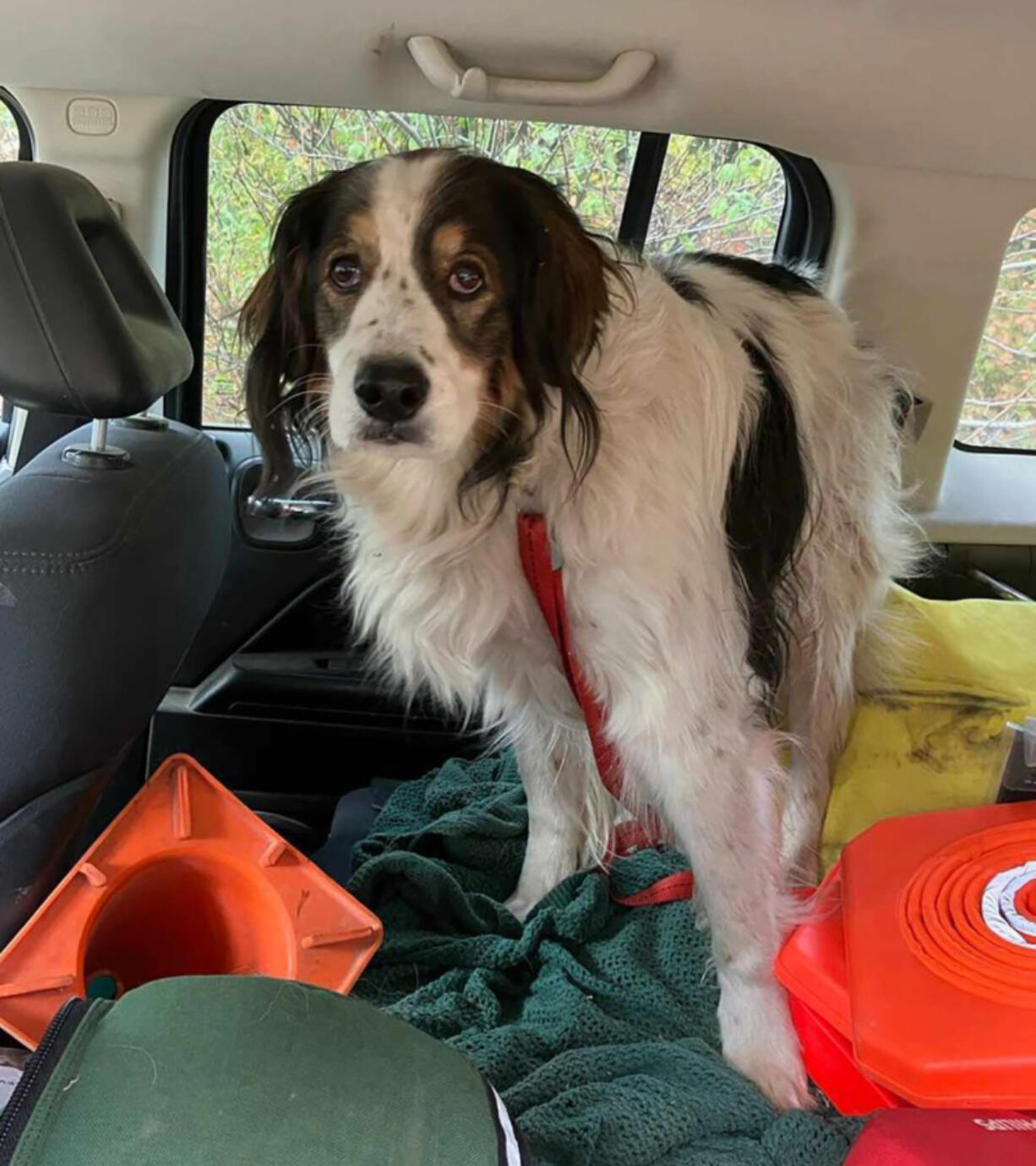 A dog helped save her 84-year-old owner who had fallen, deputies said.