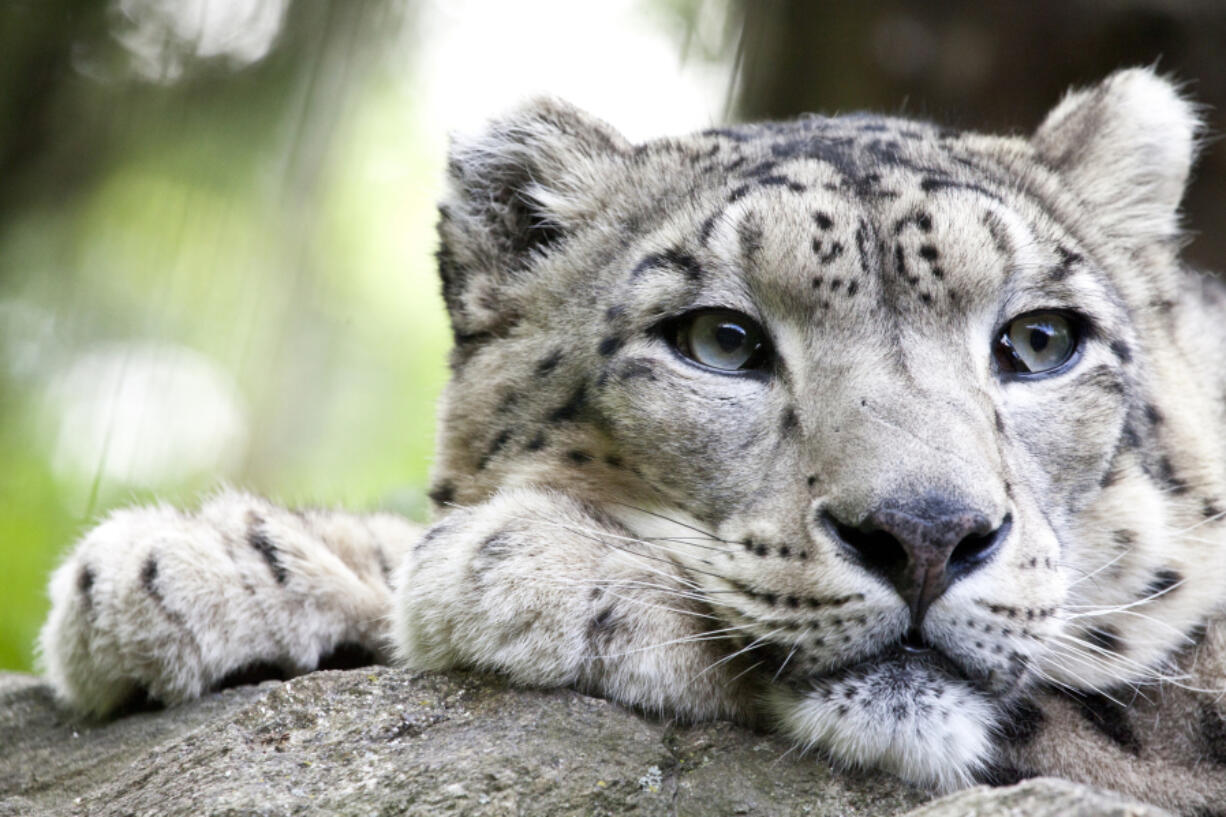 The snow leopard (Panthera uncia syn. Uncia uncia) is a large cat native to the mountain ranges of Central and South Asia. It is illegal to own one in Washington.