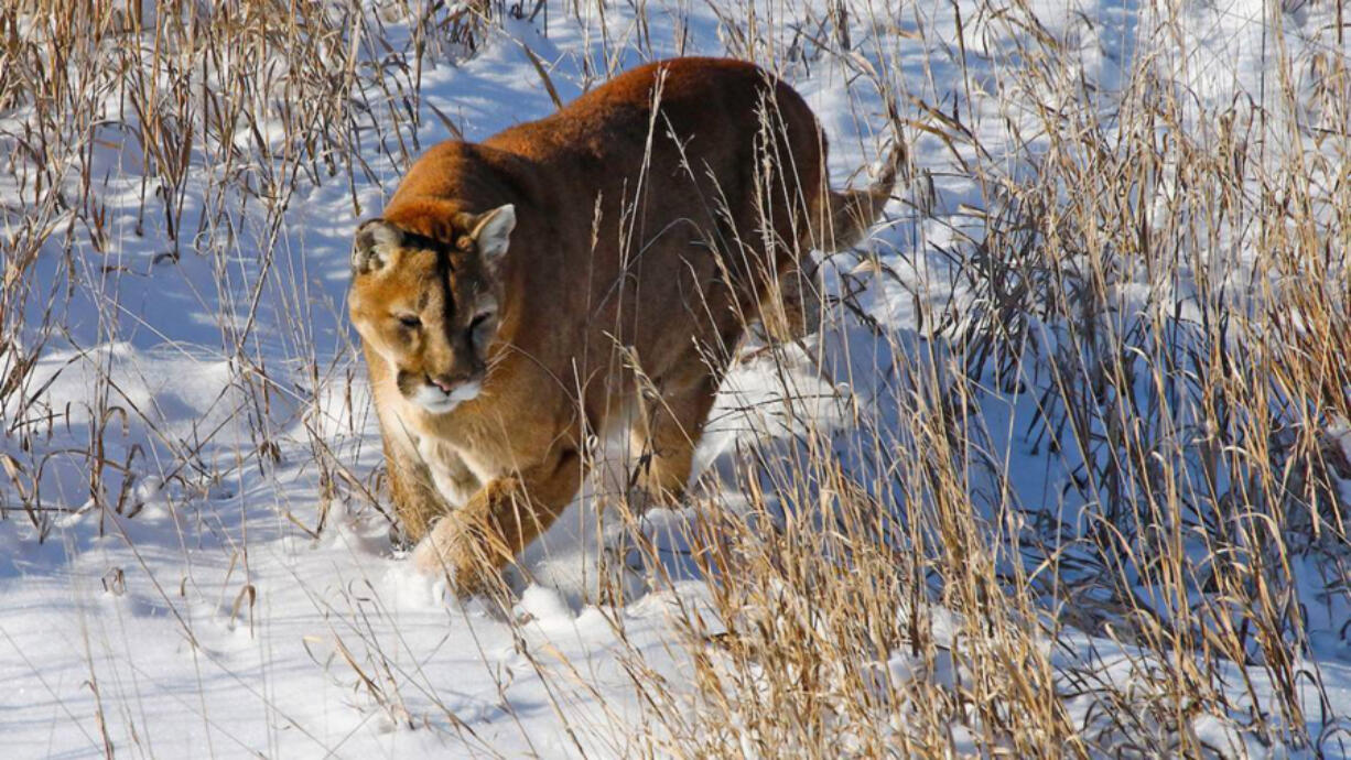 Three Idaho hunting guides face felony Lacey Act charges after federal officials say they illegally led hunts and falsified documents to Idaho and Wyoming wildlife officials.