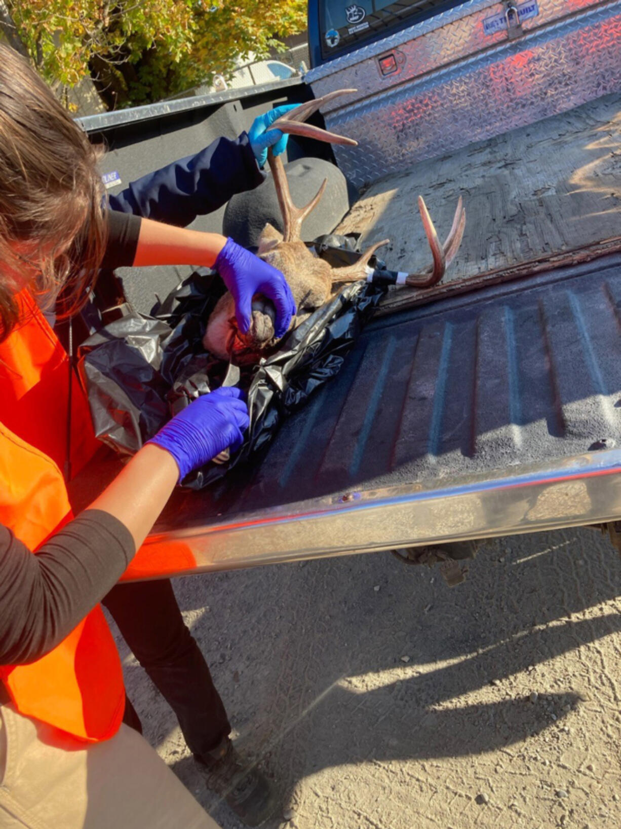 A Washington Department of Fish &amp; Wildlife technician tests a deer for Chronic Wasting Disease. Washington&iacute;s first case of the disease was found in Spokane County.