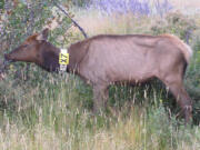 An elk infected with CWD displays the typical symptoms of the disease. While elk are susceptible to CWD, they rarely develop the high prevalence within their herds that deer do.