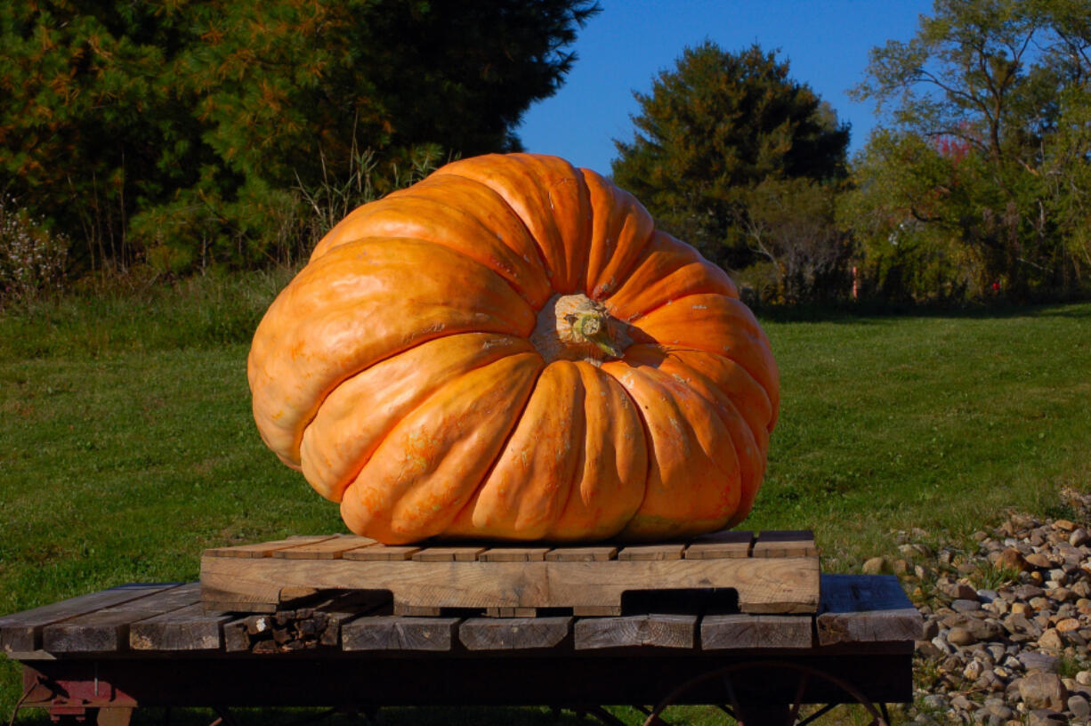 There is an art to growing giant pumpkins.