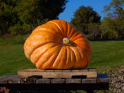 There is an art to growing giant pumpkins.