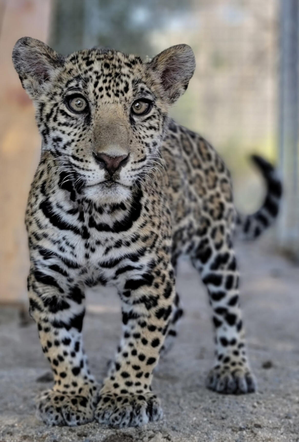 This jaguar cub was illegally sold for $25,000 in Texas to a buyer in California.