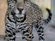 This jaguar cub was illegally sold for $25,000 in Texas to a buyer in California.