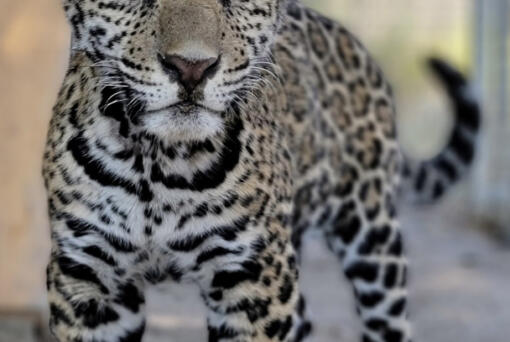 This jaguar cub was illegally sold for $25,000 in Texas to a buyer in California.