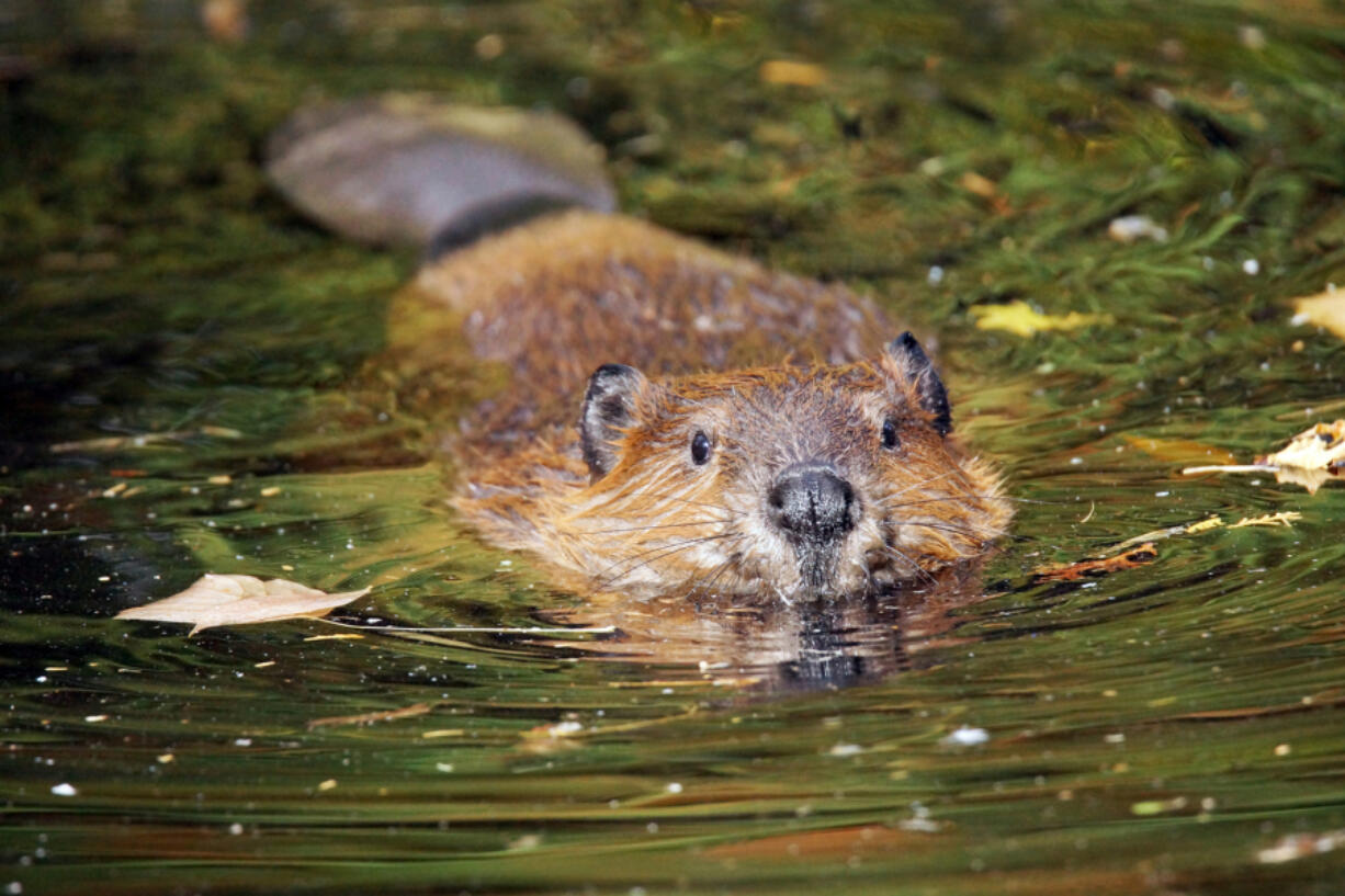 With the passing of Assembly Bill 2196, the Beaver Restoration Program has partnered with the California Department of Fish and Wildlife. The initiative works with California tribal nations, private landowners and non-government organizations on implementing coexistence and beaver-assisted restoration projects to the state&Ccedil;&fnof;&Ugrave;s wildlife habitats. Gov. Gavin Newsom signed AB2196 into law in September.