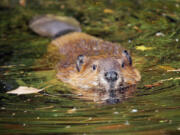 With the passing of Assembly Bill 2196, the Beaver Restoration Program has partnered with the California Department of Fish and Wildlife. The initiative works with California tribal nations, private landowners and non-government organizations on implementing coexistence and beaver-assisted restoration projects to the state&Ccedil;&fnof;&Ugrave;s wildlife habitats. Gov. Gavin Newsom signed AB2196 into law in September.