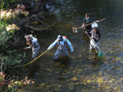 Ali Shakoor, 52, (center), a Ph. D. candidate at WSU, used a backpack shocker to temporarily shock the fish to sleep before capture by, from left to right, Zoe Scarsella, 19, WSU Biological Science student, and Muritadah Oshinuga, 28, master student in Environmental Sciences, during a study looking for microplastics in the Great Lakes on Sept. 18, 2024, in Dexter, Michigan.