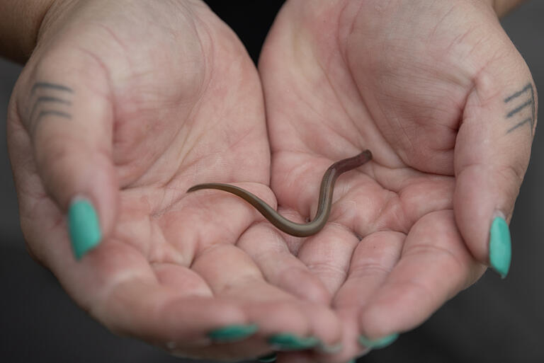 Biologist Dave&rsquo;y Lumley of Yakama Nation Fisheries holds a Pacific lamprey larvae.