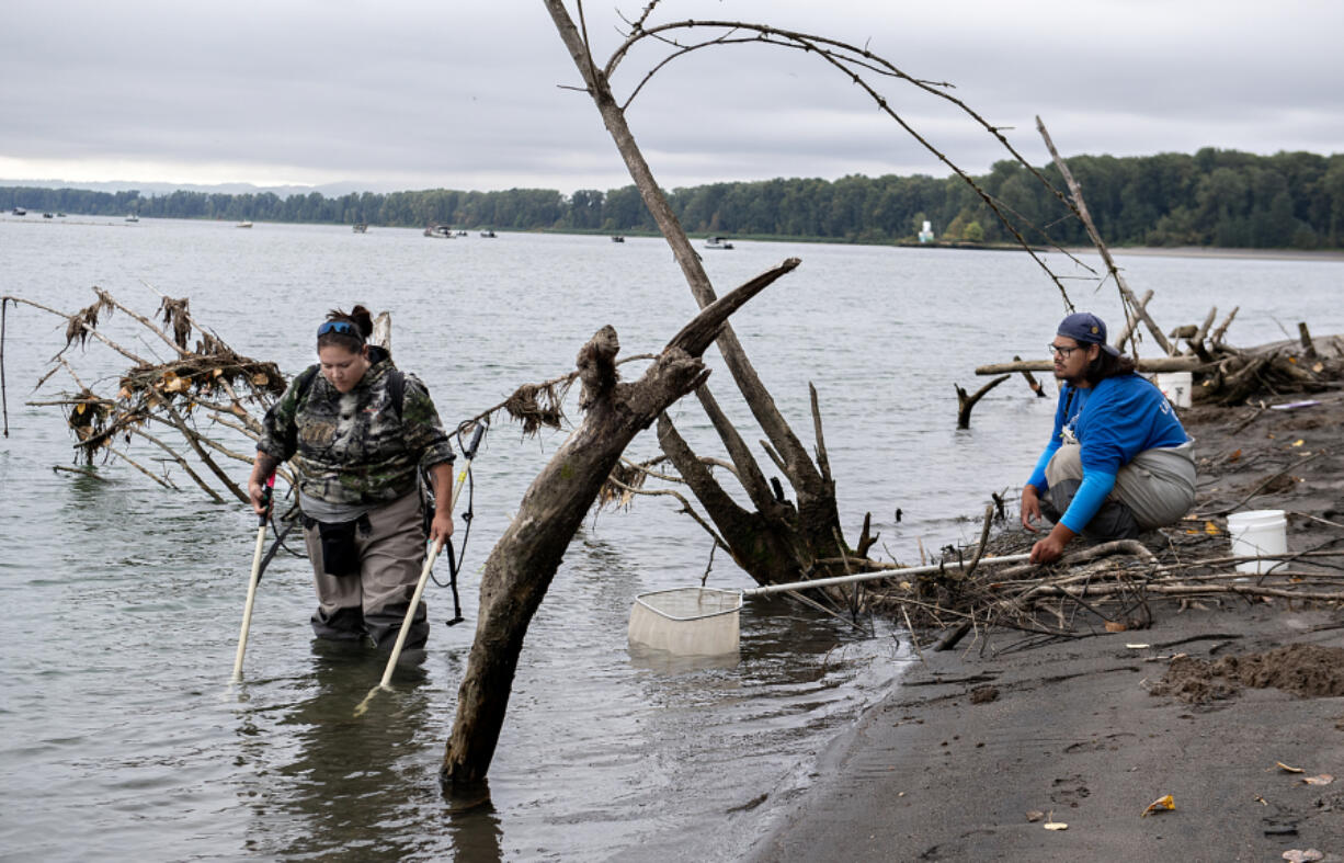 Dave&rsquo;y Lumley, left, and Noah Sampson of Yakama Nation Fisheries survey for new lamprey sites near the mouth of the Lewis River in Woodland on Sept. 25.