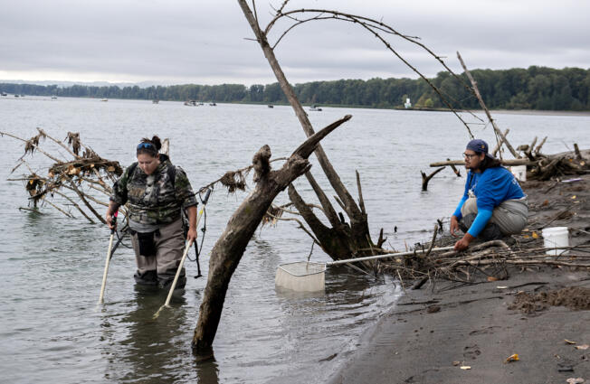 Dave&rsquo;y Lumley, left, and Noah Sampson of Yakama Nation Fisheries survey for new lamprey sites near the mouth of the Lewis River in Woodland on Sept. 25.