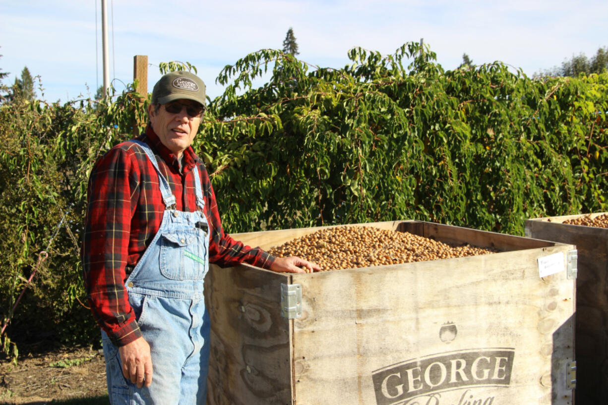 Ridgefield farmer Rob Baur checks to see if the bin filled with recently harvested hazelnuts is ready to ship out.